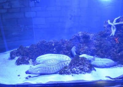 Acquario di Pola