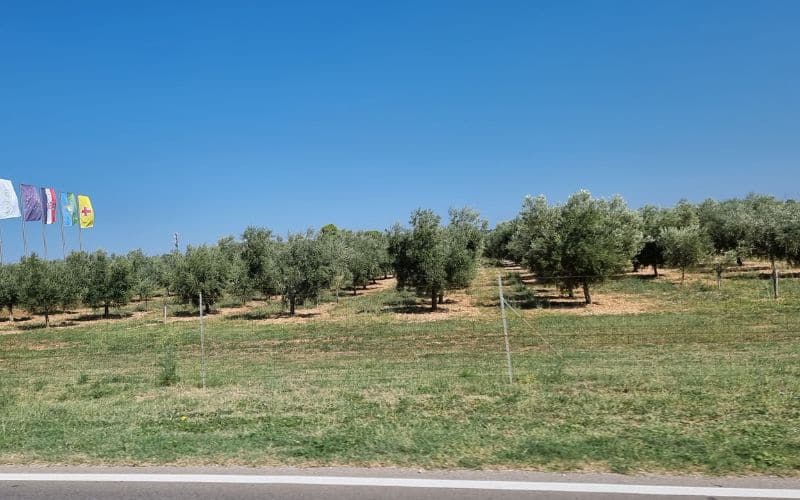 Oleum Maris - Olive