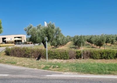 Oleum Maris - Olive Oil
